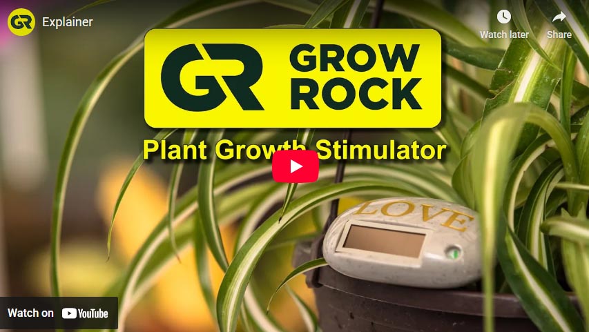 Grow Rock